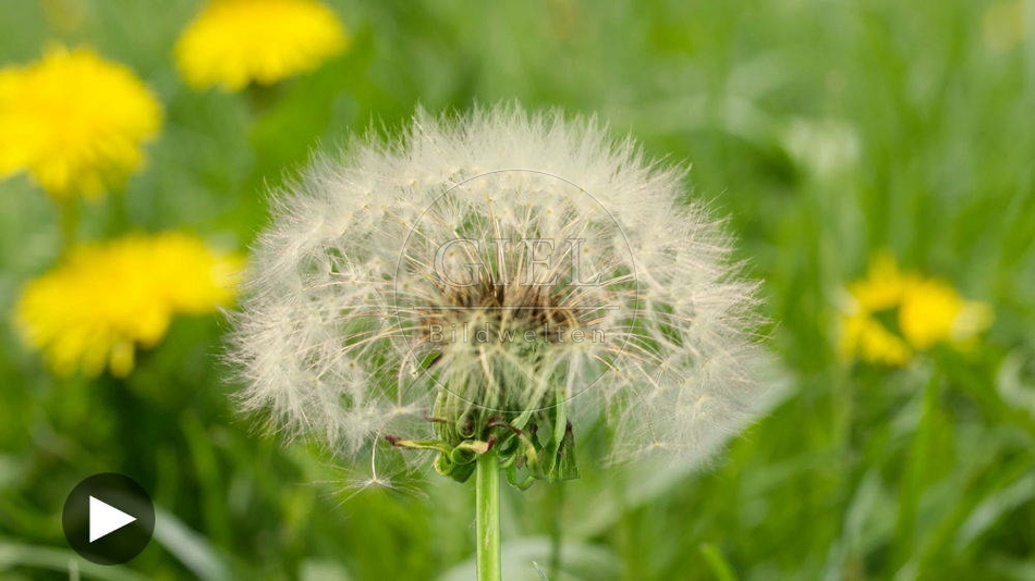 104281 Zeitraffer, Wiesenloewenzahn