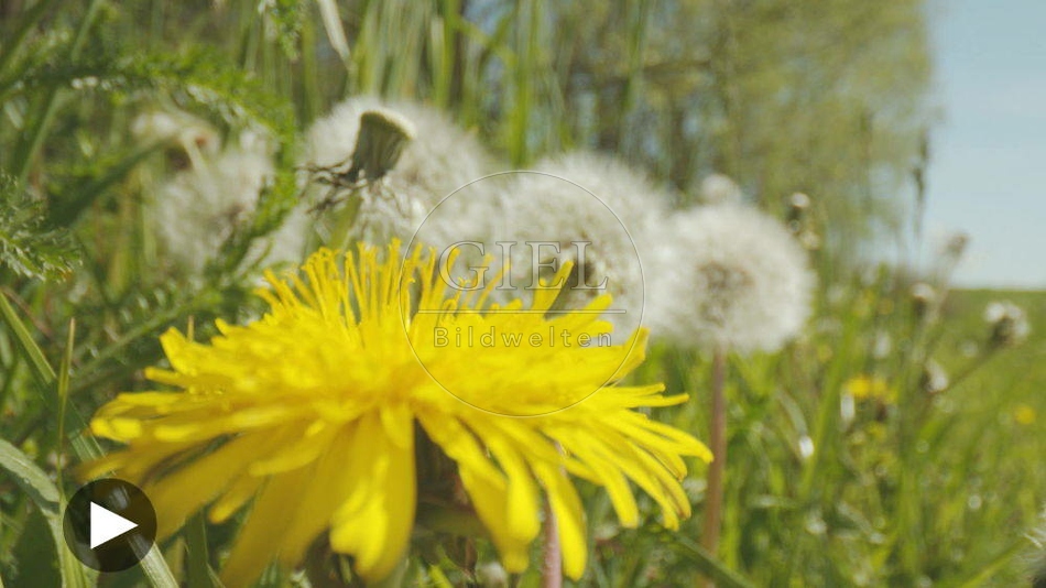 104302 Filmclip, Wiesenloewenzahn